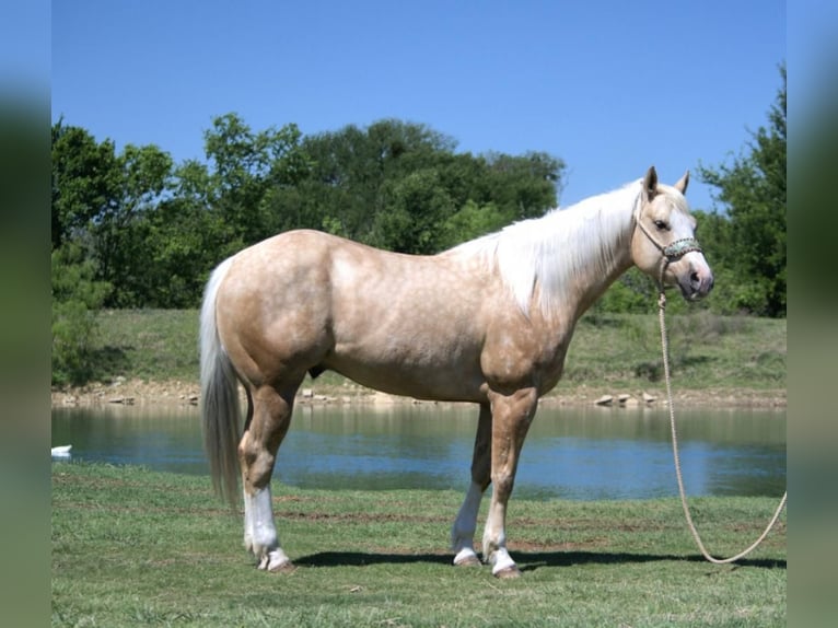 American Quarter Horse Wałach 7 lat 152 cm in Stephenville, TX