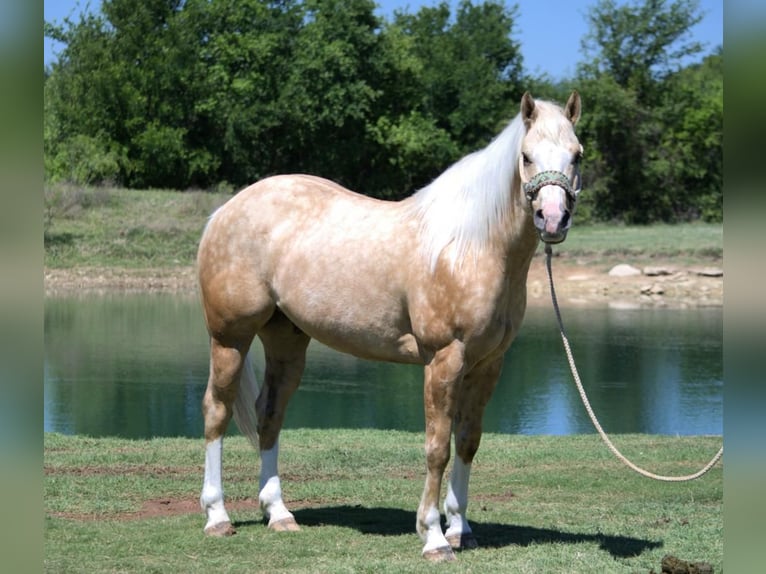 American Quarter Horse Wałach 7 lat 152 cm in Stephenville, TX