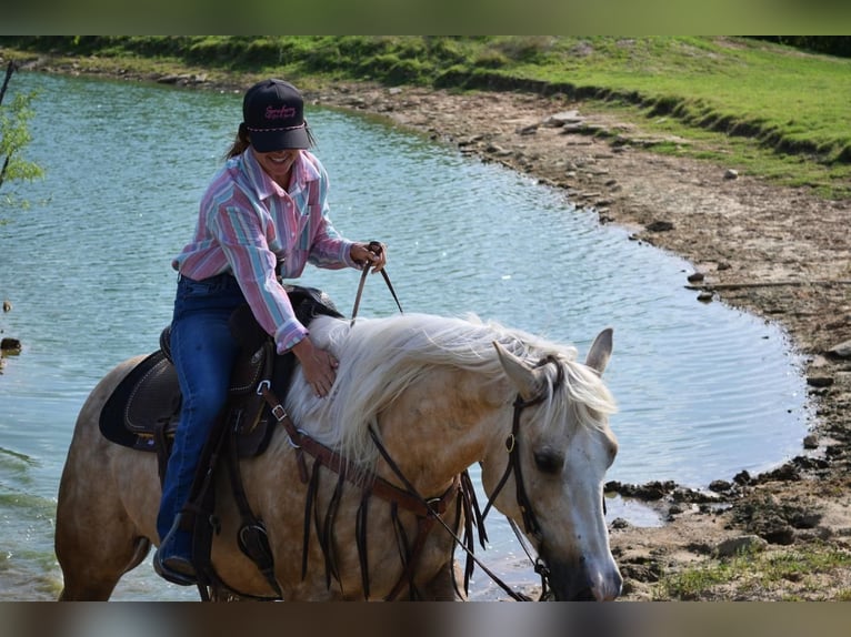 American Quarter Horse Wałach 7 lat 152 cm in Stephenville, TX