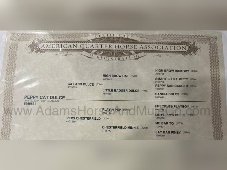 American Quarter Horse Wałach 7 lat 152 cm Siwa jabłkowita in Mount Vernon