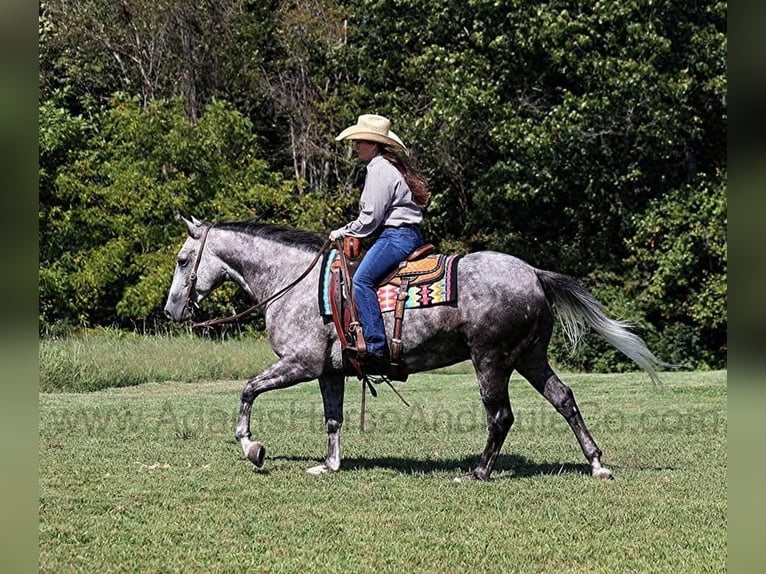 American Quarter Horse Wałach 7 lat 152 cm Siwa jabłkowita in Wickenburg, AZ