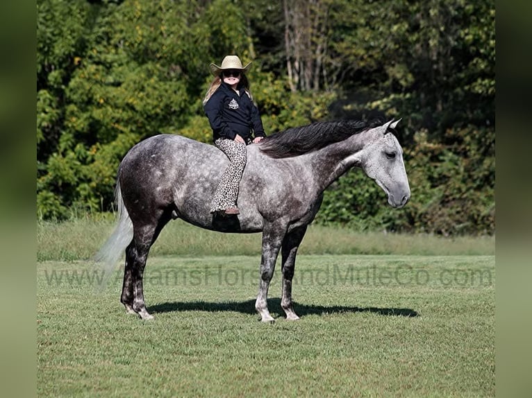 American Quarter Horse Wałach 7 lat 152 cm Siwa jabłkowita in Wickenburg, AZ