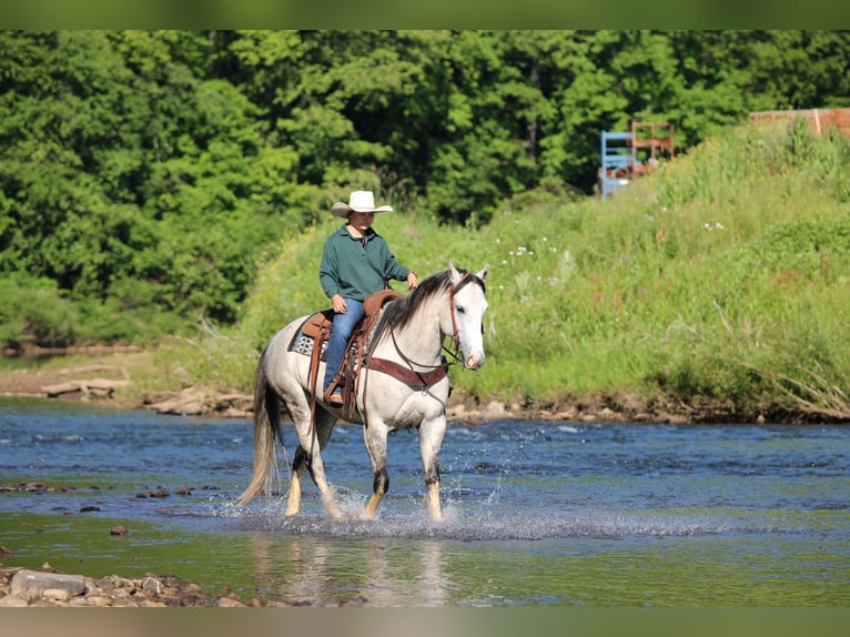 American Quarter Horse Wałach 7 lat 152 cm Siwa in Clarion