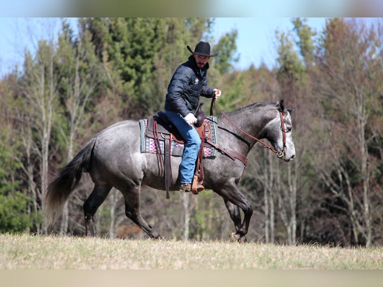 American Quarter Horse Wałach 7 lat 152 cm Siwa in Clarion