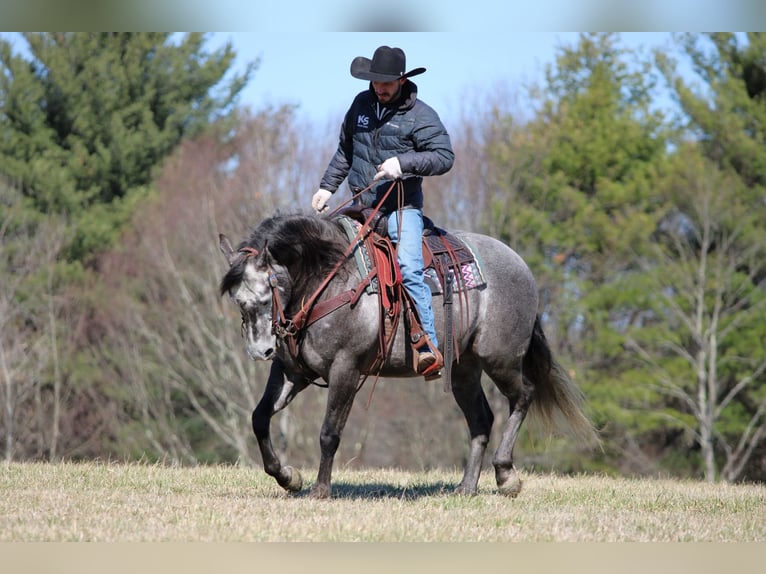 American Quarter Horse Wałach 7 lat 152 cm Siwa in Clarion