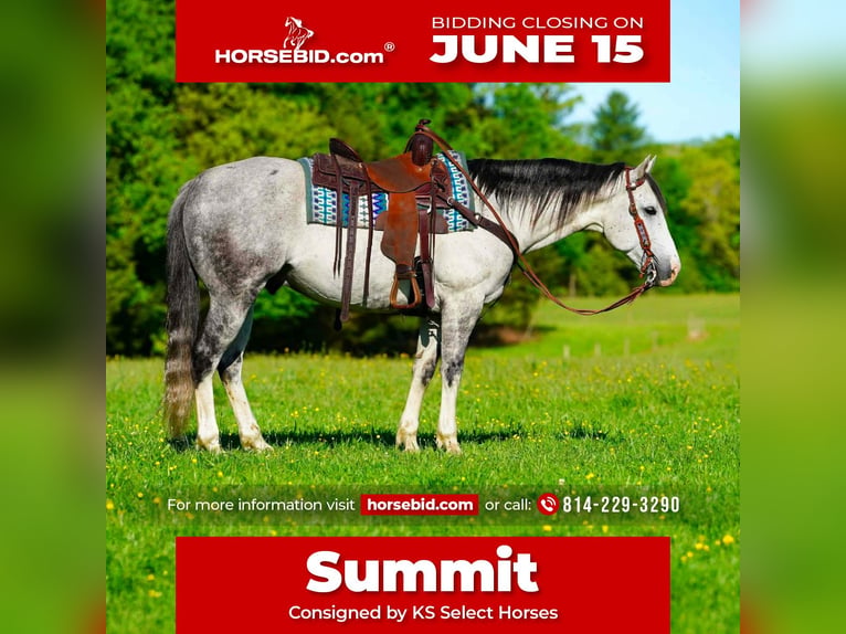 American Quarter Horse Wałach 7 lat 152 cm Siwa in Clarion