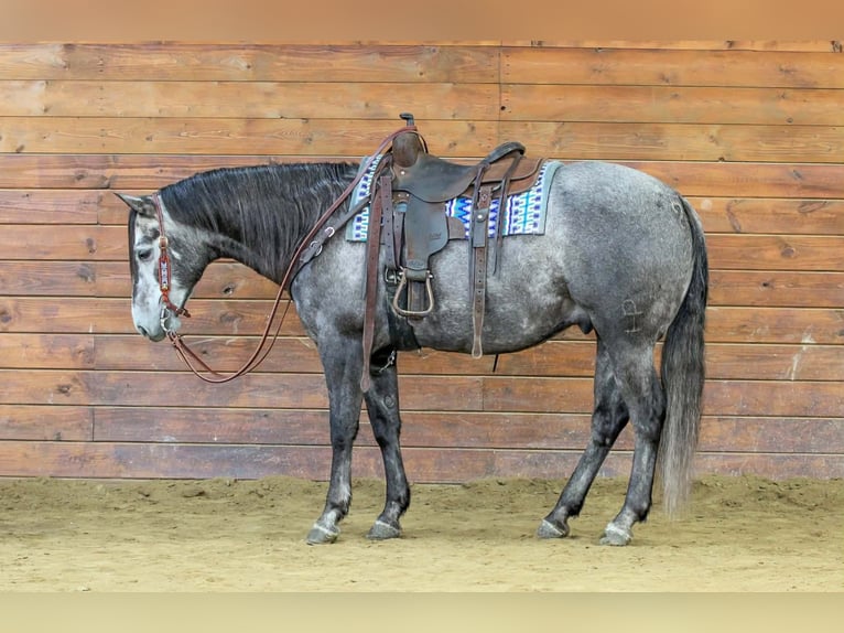 American Quarter Horse Wałach 7 lat 152 cm Siwa in Clarion