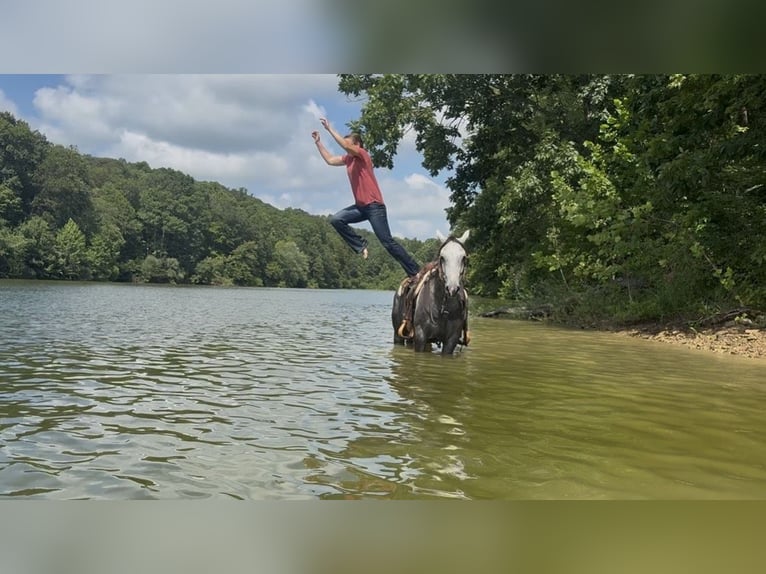 American Quarter Horse Wałach 7 lat 152 cm Siwa in Fredericksburg, OH