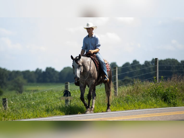 American Quarter Horse Wałach 7 lat 152 cm Siwa in Fredericksburg