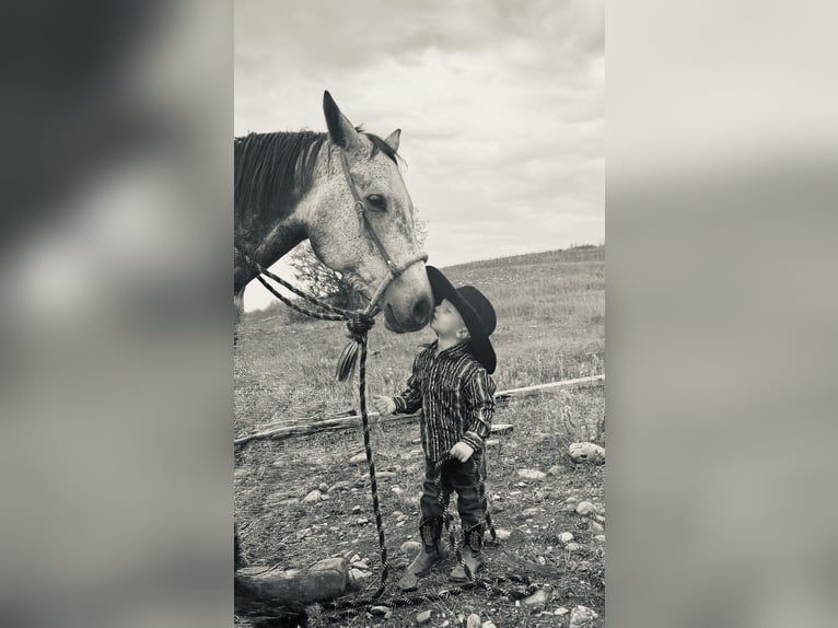 American Quarter Horse Wałach 7 lat 152 cm Siwa in Power, MT