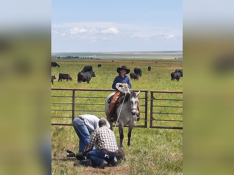 American Quarter Horse Wałach 7 lat 152 cm Siwa in Power, MT