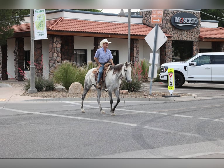 American Quarter Horse Wałach 7 lat 152 cm Siwa in Camp Verde AZ