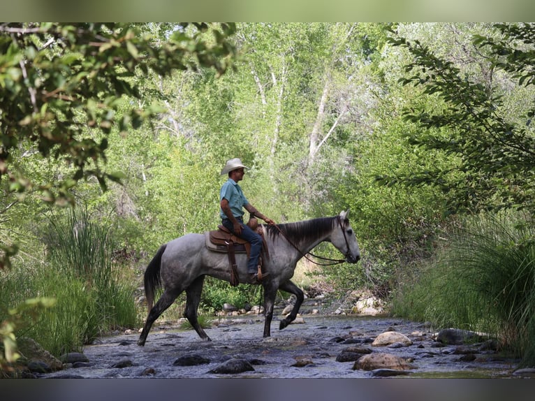 American Quarter Horse Wałach 7 lat 152 cm Siwa in Camp Verde AZ