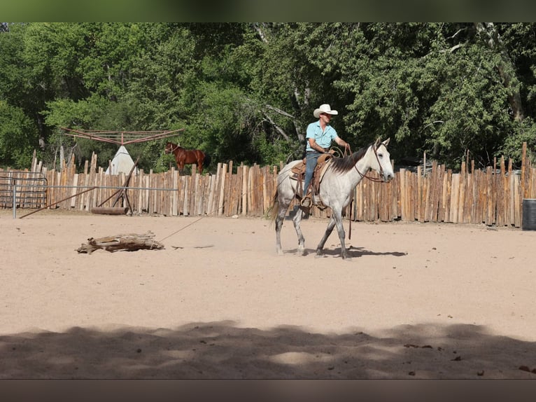 American Quarter Horse Wałach 7 lat 152 cm Siwa in Camp Verde AZ