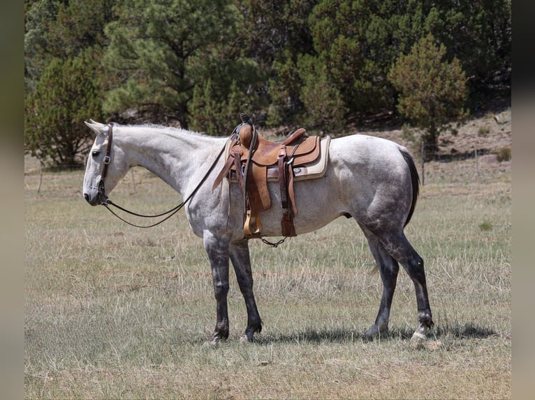 American Quarter Horse Wałach 7 lat 152 cm Siwa in Camp Verde AZ