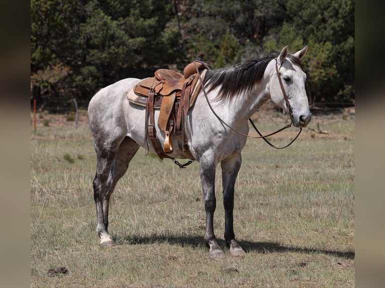 American Quarter Horse Wałach 7 lat 152 cm Siwa in Camp Verde AZ