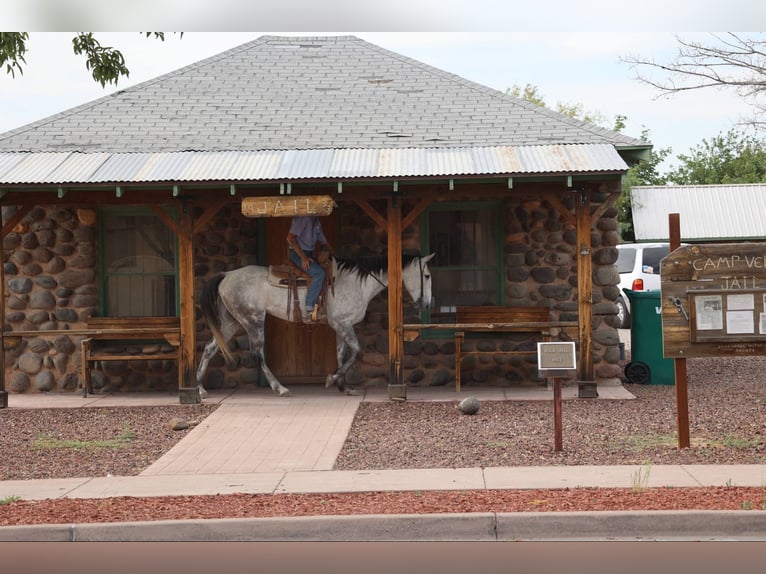 American Quarter Horse Wałach 7 lat 152 cm Siwa in Camp Verde AZ