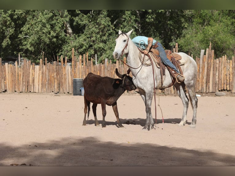 American Quarter Horse Wałach 7 lat 152 cm Siwa in Camp Verde AZ