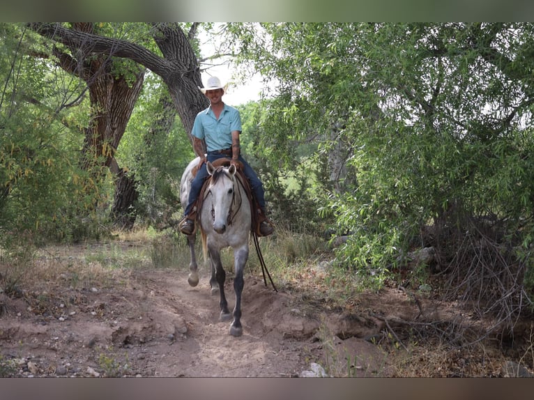 American Quarter Horse Wałach 7 lat 152 cm Siwa in Camp Verde AZ