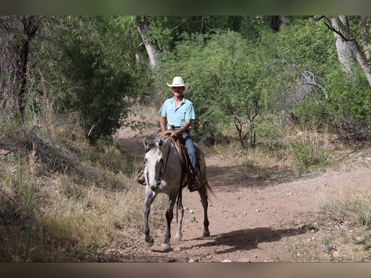 American Quarter Horse Wałach 7 lat 152 cm Siwa in Camp Verde AZ