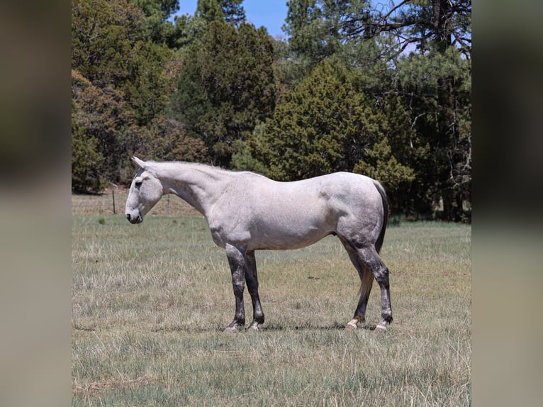 American Quarter Horse Wałach 7 lat 152 cm Siwa in Camp Verde AZ