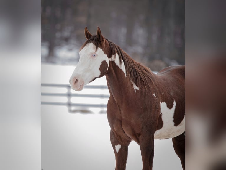 American Quarter Horse Wałach 7 lat 152 cm Tobiano wszelkich maści in Narvon