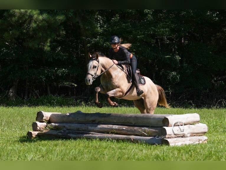 American Quarter Horse Wałach 7 lat 152 cm in Clover, SC