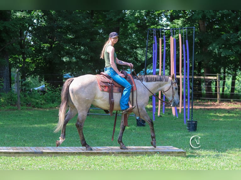 American Quarter Horse Wałach 7 lat 152 cm in Clover, SC