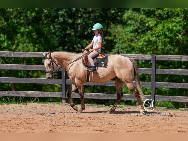 American Quarter Horse Wałach 7 lat 152 cm in Clover, SC