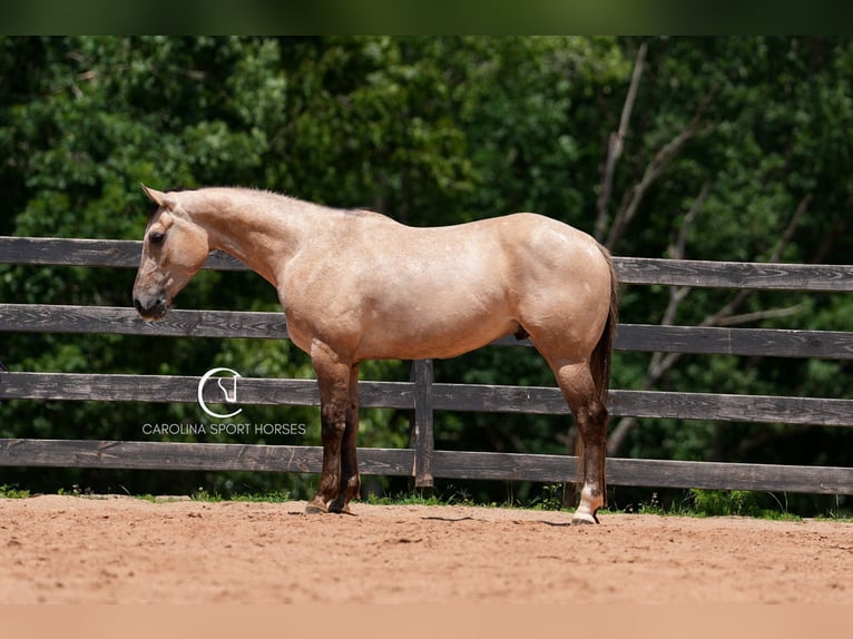 American Quarter Horse Wałach 7 lat 152 cm in Clover, SC