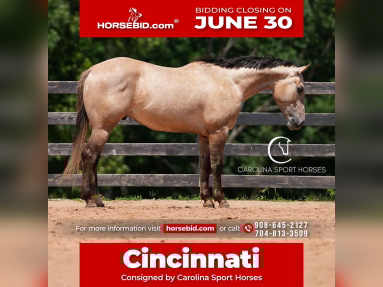American Quarter Horse Wałach 7 lat 152 cm in Clover, SC