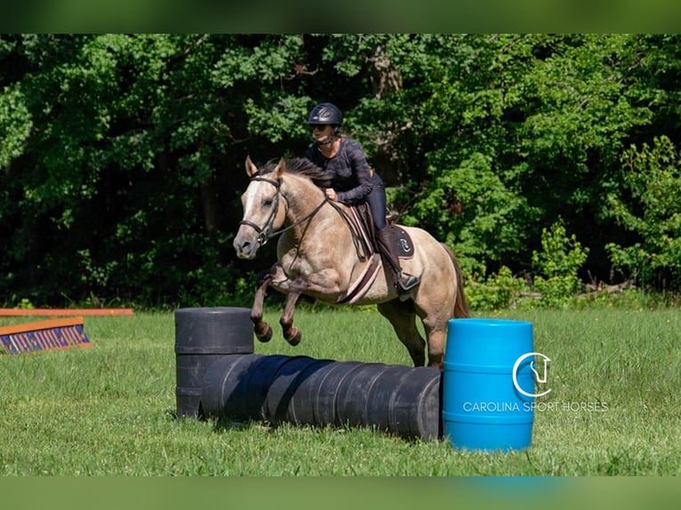 American Quarter Horse Wałach 7 lat 152 cm in Clover, SC