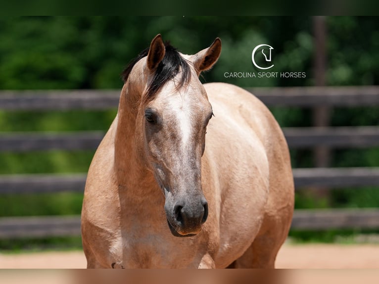 American Quarter Horse Wałach 7 lat 152 cm in Clover, SC
