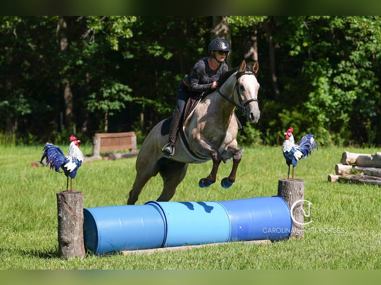 American Quarter Horse Wałach 7 lat 152 cm in Clover, SC