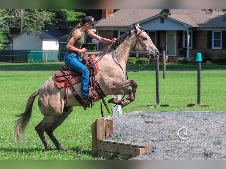 American Quarter Horse Wałach 7 lat 152 cm in Clover, SC