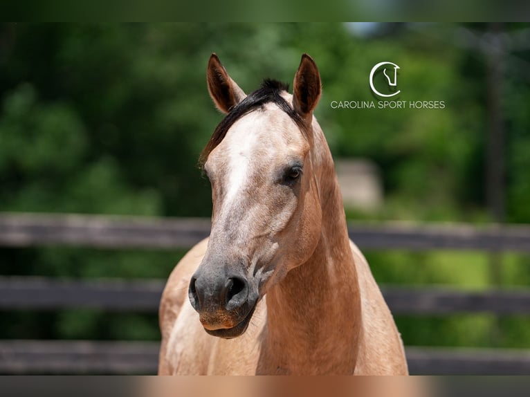 American Quarter Horse Wałach 7 lat 152 cm in Clover, SC