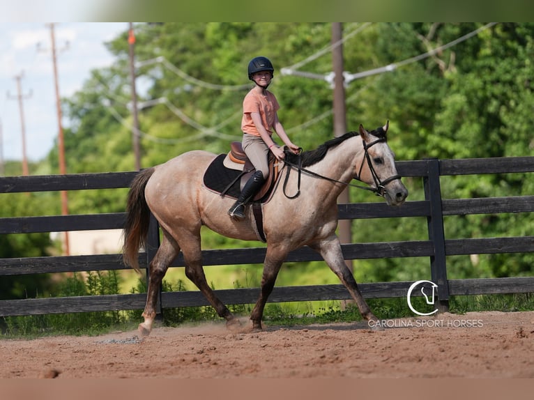 American Quarter Horse Wałach 7 lat 152 cm in Clover, SC