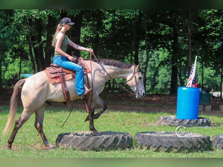 American Quarter Horse Wałach 7 lat 152 cm in Clover, SC