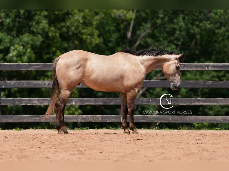 American Quarter Horse Wałach 7 lat 152 cm in Clover, SC