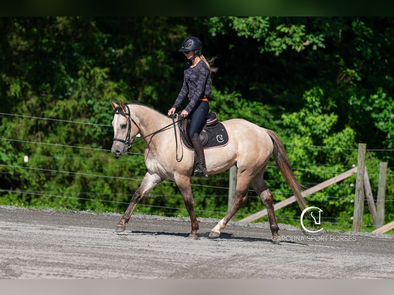 American Quarter Horse Wałach 7 lat 152 cm in Clover, SC