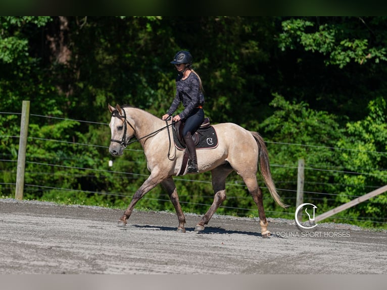 American Quarter Horse Wałach 7 lat 152 cm in Clover, SC