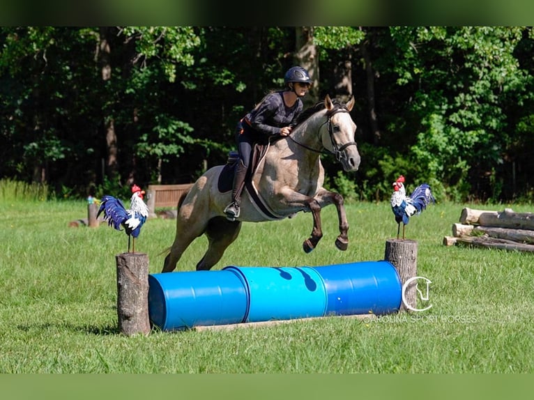 American Quarter Horse Wałach 7 lat 152 cm in Clover, SC