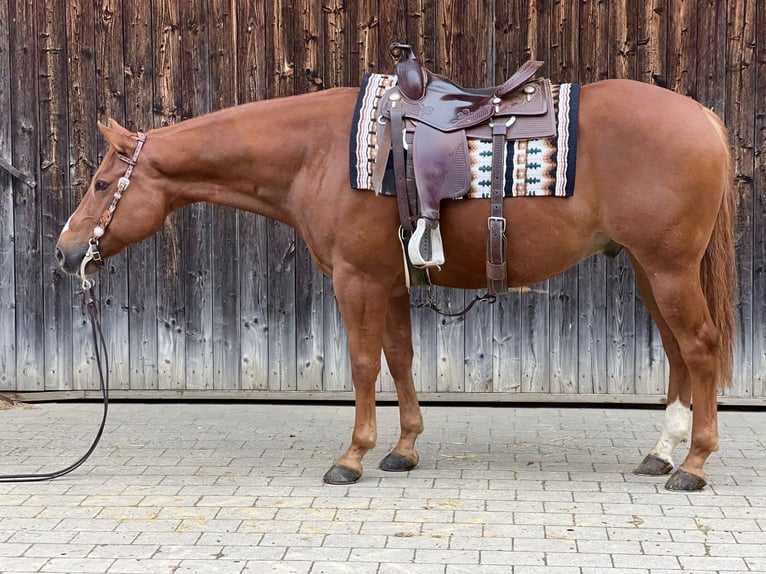 American Quarter Horse Wałach 7 lat 154 cm Bułana in Tannheim American Quarter Horse Wałach 7 lat 154 cm Bułana in Tannheim