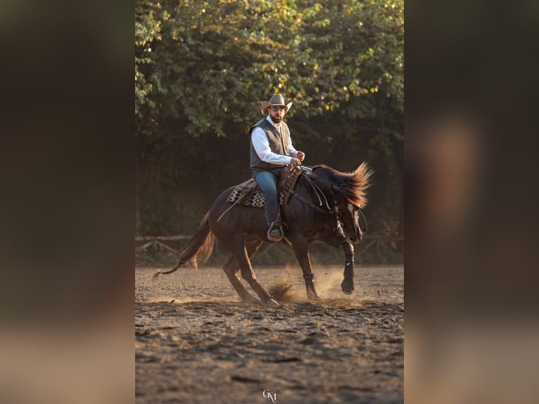 American Quarter Horse Wałach 7 lat 154 cm Bułana in Cassano D'Adda