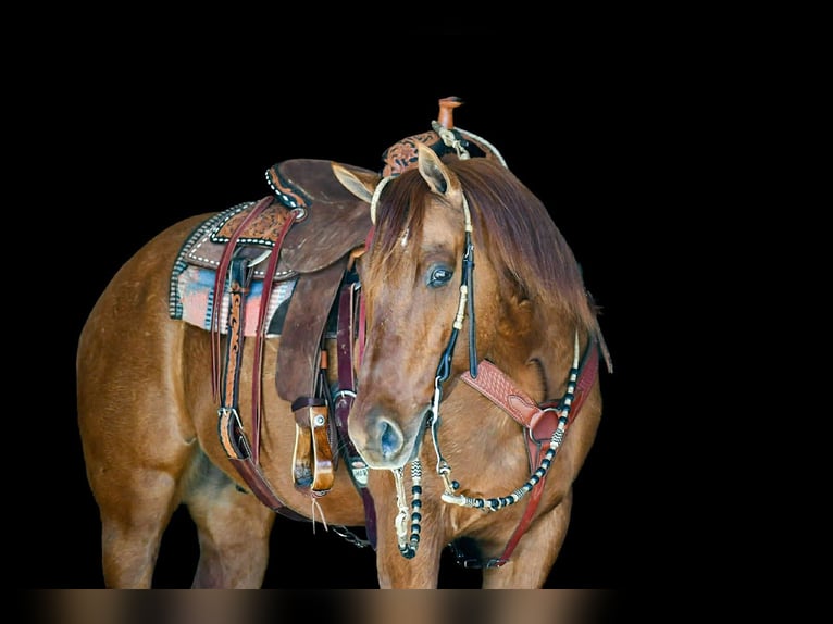 American Quarter Horse Wałach 7 lat 155 cm Bułana in Rebersburg