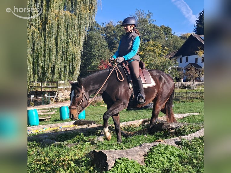 American Quarter Horse Wałach 7 lat 155 cm Ciemnogniada in Bayerbach