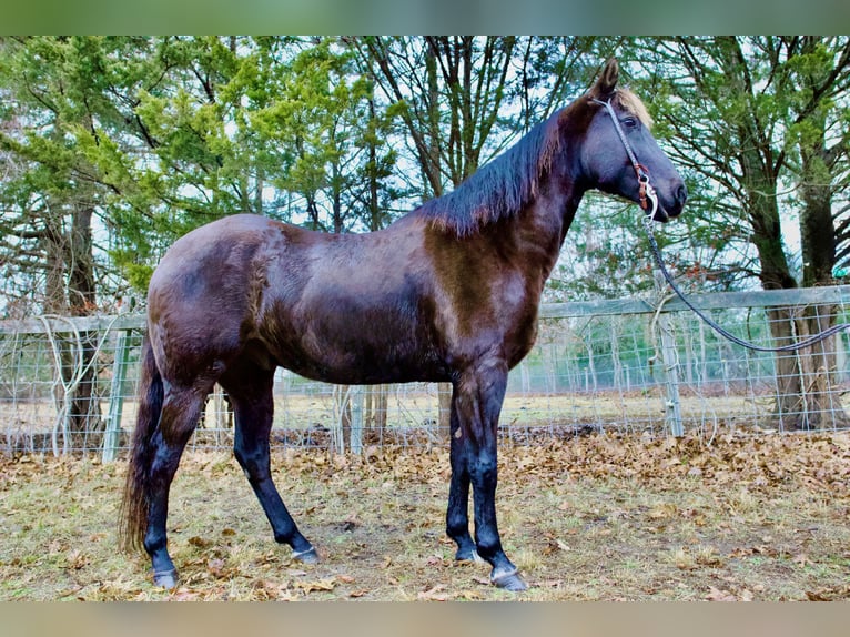 American Quarter Horse Wałach 7 lat 155 cm Ciemnogniada in Egg Harbor City