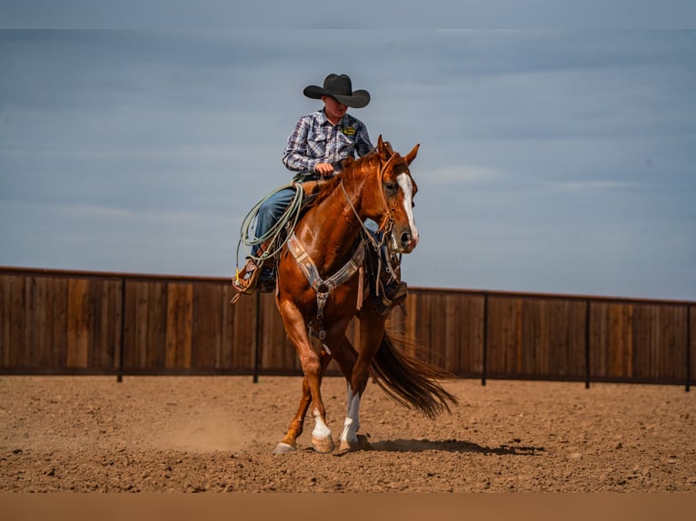 American Quarter Horse Wałach 7 lat 155 cm Cisawa in Canyon