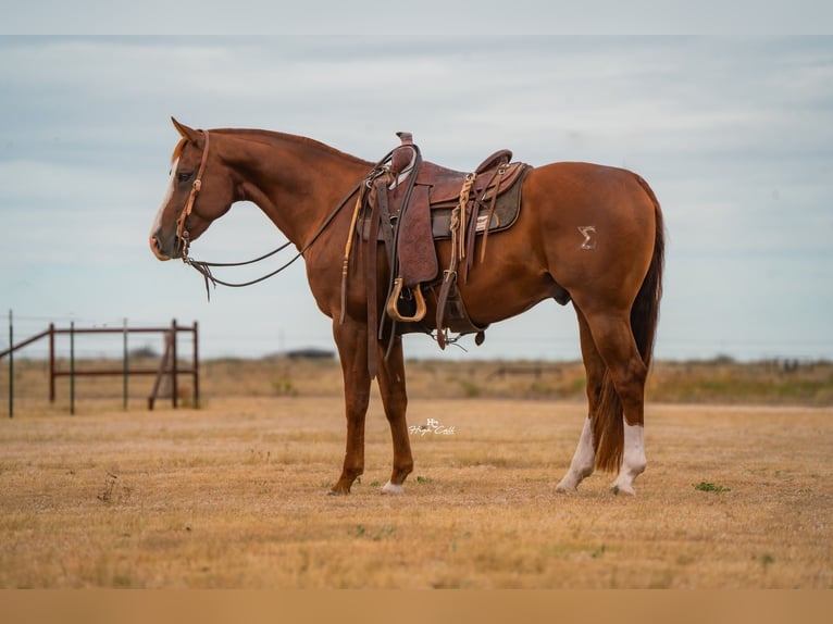American Quarter Horse Wałach 7 lat 155 cm Cisawa in Canyon