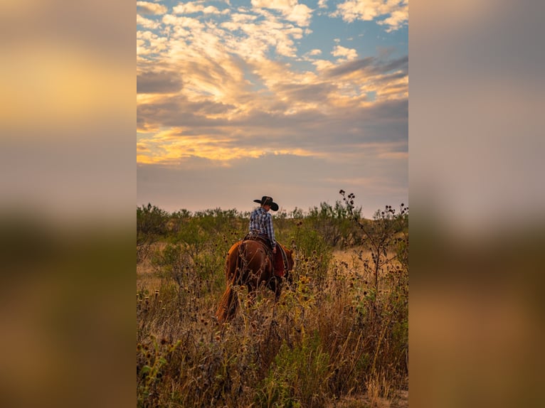 American Quarter Horse Wałach 7 lat 155 cm Cisawa in Canyon